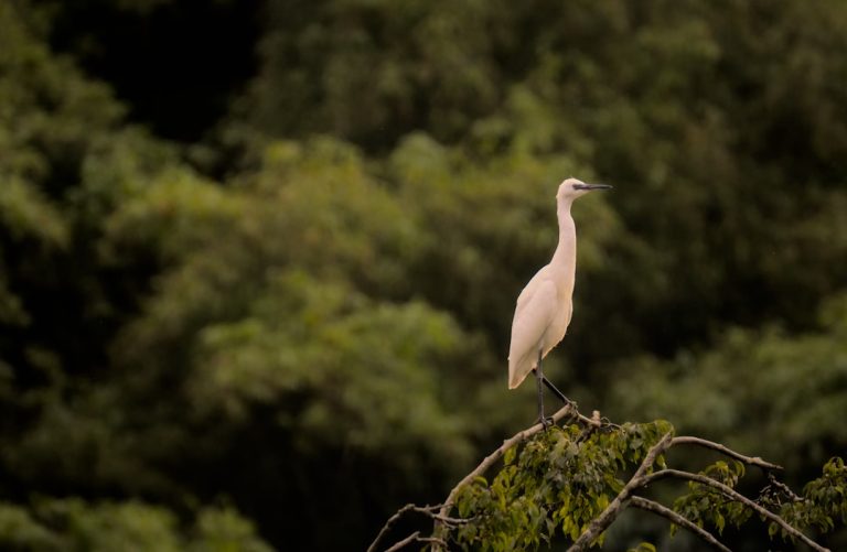 Eco-Friendly Travel: Your Guide to Sustainable Adventures